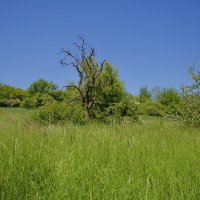 Весенний пейзаж. :: Lucy Schneider Весенний пейзаж. :: Lucy Schneider