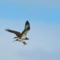 скопа и сом :: gawrilа - dan