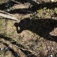 Тень любит загорать :: Светлана Тень любит загорать :: Светлана