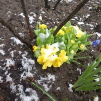 Примулы :: Сапсан 