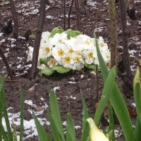 Примула :: Сапсан 