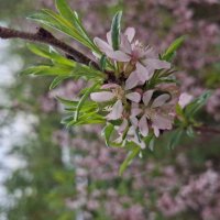 Миндаль :: Prinz Eugen Миндаль :: Prinz Eugen