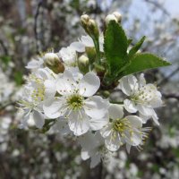 Весна расцветает :: Лариса С.