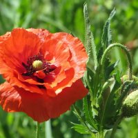 Маковый цвет :: Татьяна Смоляниченко Маковый цвет :: Татьяна Смоляниченко