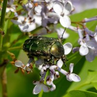 Картинки начала мая  1 :: Александр Прокудин