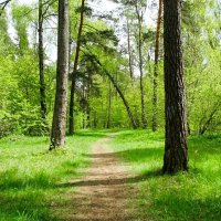 Майский лес :: Милешкин Владимир Алексеевич 