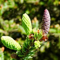 Цвет обыкновенной ели. :: Милешкин Владимир Алексеевич Цвет обыкновенной ели. :: Милешкин Владимир Алексеевич