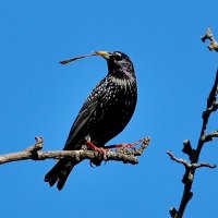 Скворец живущий в моём саду. :: Восковых Анна Васильевна 