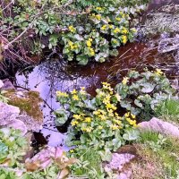 Калужницы :: Veera V Калужницы :: Veera V