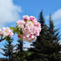 Цветущий и поющий яркий май. :: Татьяна Помогалова