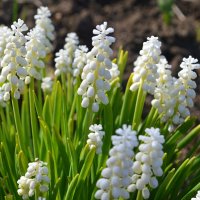 Белые мускарики :: Татьяна Лютаева