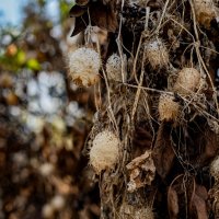 Прошлогодняя коллекция :: Петр 