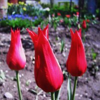 Стройные красавцы :: Людмила Смородинская