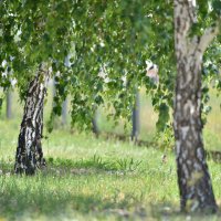 В тенёчке ... :: Maxxx©  