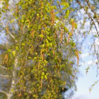 береза :: Сергей Швечков береза :: Сергей Швечков