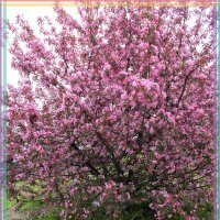 Сияет яблоневый  цвет Пленяет дивной красотой... :: Alisia La DEMA