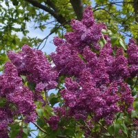 Сирень :: Рита Симонова