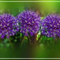 Цветение :: Владимир Кроливец