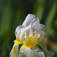 Белый ирис 2 :: Giant Tao /