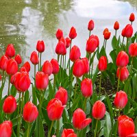 Тюльпаны Аптекарского :: Светлана 