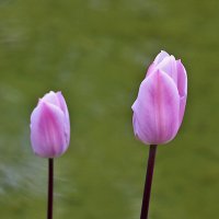 Нежная парочка :: Светлана 