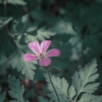 лесная гвоздика :: Лера 