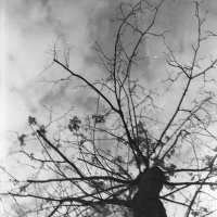 Дерево :: Игорь Бухало