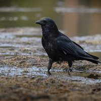 Ворон :: Дмитрий 