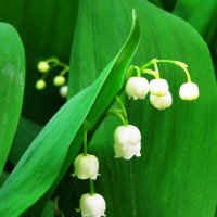 Первые ландыши :: Андрей Снегерёв Первые ландыши :: Андрей Снегерёв