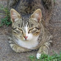 - Приезжай скорее в деревню! :: Валерий Судачок - Приезжай скорее в деревню! :: Валерий Судачок