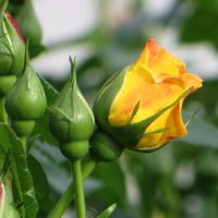 Розы на старте :: Татьяна Смоляниченко