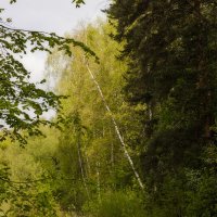 весеннее :: Michel 