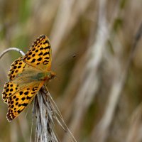 опять про бабочек   5 :: Александр Прокудин