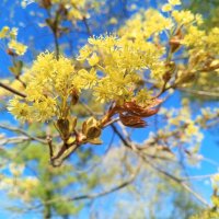 Клён :: Сапсан 