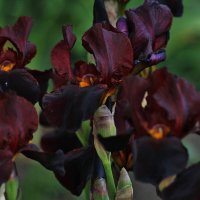 Ирисы. :: Восковых Анна Васильевна Ирисы. :: Восковых Анна Васильевна