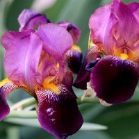 Ирисы. :: Восковых Анна Васильевна 