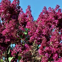 Красавица сирень. :: Восковых Анна Васильевна 