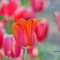 Тюльпановая нежность. :: Восковых Анна Васильевна 