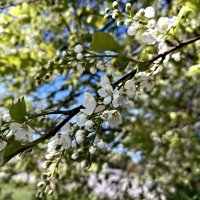 Пора черемухи :: Veera V