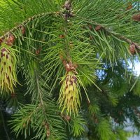 шишки лиственницы в мае :: Елена Шаламова