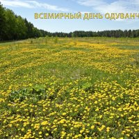С Днём Одуванчиков! :: Валерий Иванович