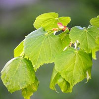 Молодо-зелено :: Татьяна Лютаева