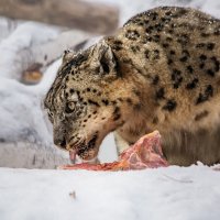Барс :: SanSan 