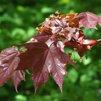 Весна в Ботаническом... :: Наташа *****