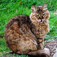 хозяин двора :: Александр Корчемный