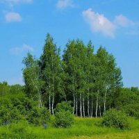 КРАСАВИЦЫ РУССКОГО ЛЕСА :: Валентина 