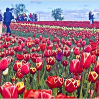 На тюльпановых полях. :: Валерия Комова На тюльпановых полях. :: Валерия Комова