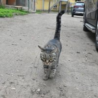 Местный котэ) :: Митяй Митрич