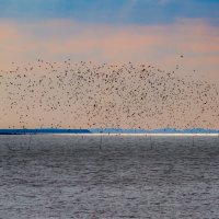 Стая птиц полетает над океаном :: Георгий А Стая птиц полетает над океаном :: Георгий А