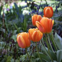 Тюльпаны :: Владимир Кроливец